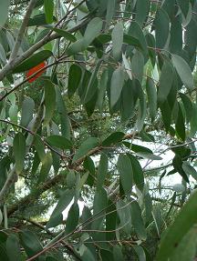 Eucalyptus debeuzevillei